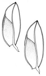Fissidens dietrichiae., leaves. Drawn from P.J. de Lange K179 & D. Havell, CHR 617493.
 Image: R.C. Wagstaff © Landcare Research 2014 